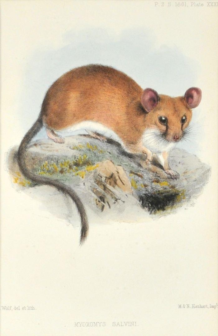Artwork by J. Wolf, M. & N. Hanhart, Myoxomys Salvini, Made of Hand colored lithograph