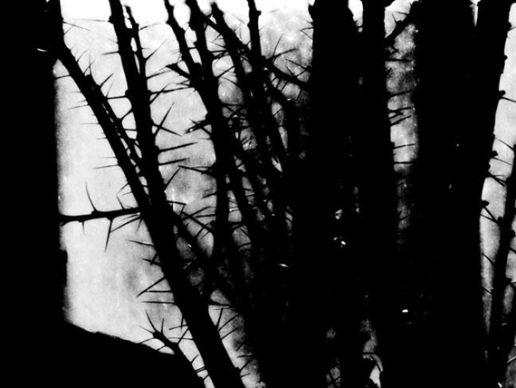 Black Thorns in the White Cube - Western Exhibitions