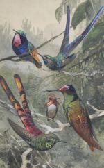 Humming birds by Wilhelm Kuhnert