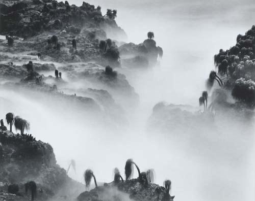 Sea Palms by Wynn Bullock, 1968; printed 1969