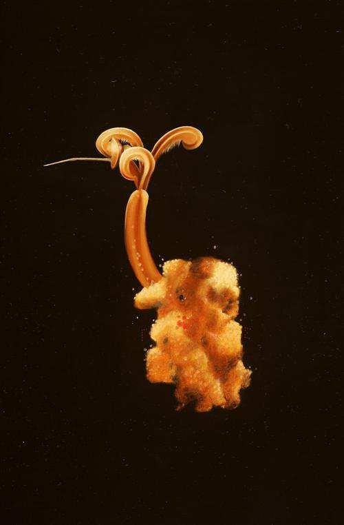 Osedax Mucofloris (bone eating snot flower) by Sam Leach