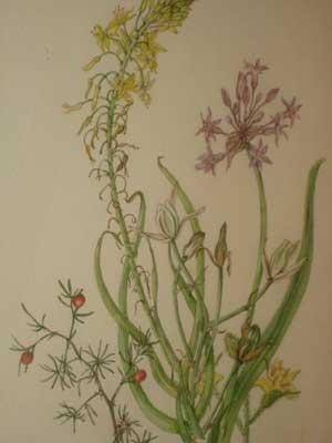 Botanical - Barbara Pike