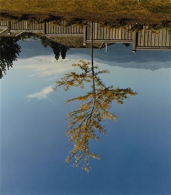 Tree on the Former Site of Camera Obscura by Rodney Graham, 1996