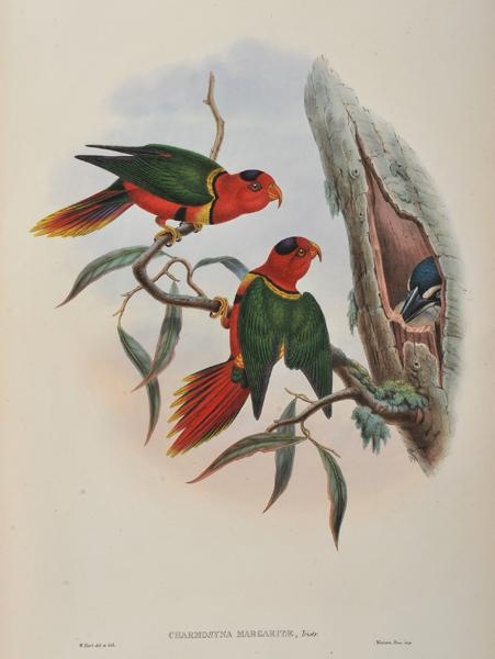 Charmosyna Margaritae (Duchess of Connaght's Parakeet) by John Gould