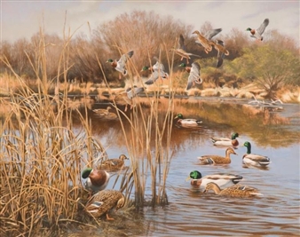 Wading Mallards - Tom Beecham