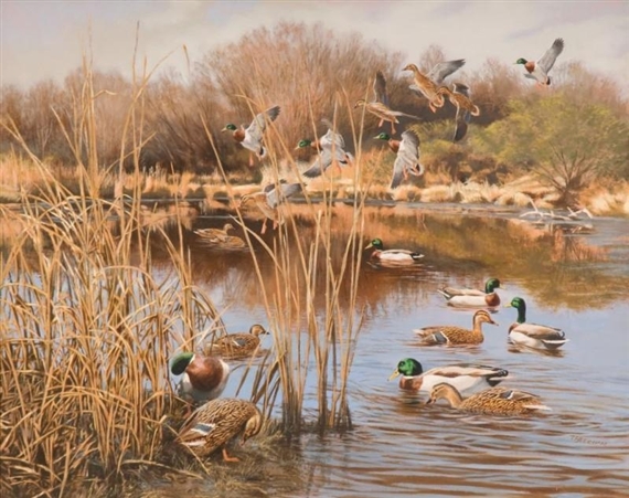 Wading Mallards by Tom Beecham