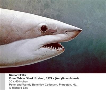 SHARK! - NSU Art Museum, Fort Lauderdale