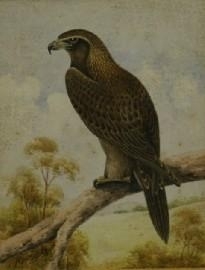 Neville William Cayley | Wedge Tail Eagle | MutualArt