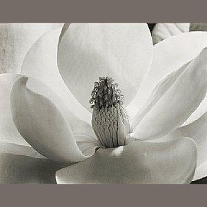 Magnolia Blossom, 1925 by Imogen Cunningham, printed late 1960s-early 1970s