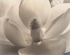 In Sharp Focus: The Legacy of Monterey Photography - Monterey Museum of Art (MMA)