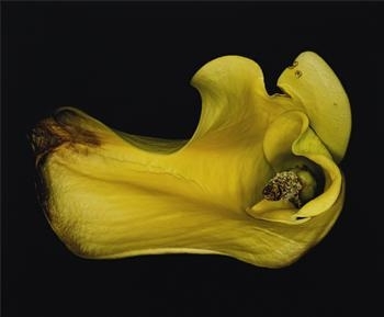 Flower Rondeau (Kakyoku) by Nobuyoshi Araki, 1997