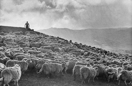 Sheep Shearing in Wales by Grace Robertson, 1951 printed later