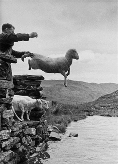 Sheep Shearing in Wales - Grace Robertson