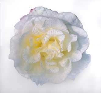 Phillip George | Fog Garden - Breenspace