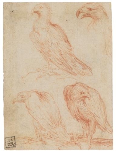 four studies of an eagle by Parmigianino