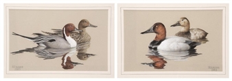 A Pair: Redheads & Pintails - Mary Ekroos