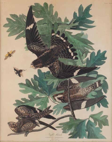 "Night Hawk" by John James Audubon, 1832