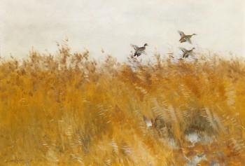 Lyftande gräsänder