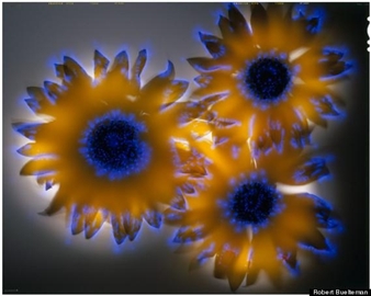 Photographer Robert Buelteman Shocks Flowers With 80,000 Volts Of Electricity (PHOTOS, INTERVIEW) 