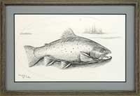 LABRADOR BROOK TROUT - David A. Footer