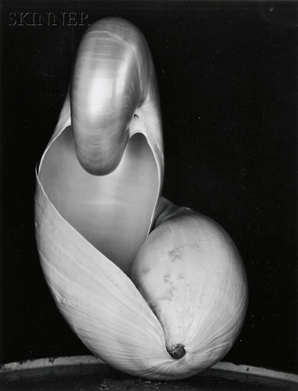 Edward Weston | Shell (1927) | MutualArt