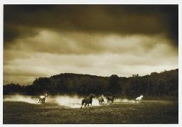 Horse #296 by Michael Eastman