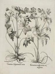 Three works: Geranium Sanguinarium maius;  Noli me tangere; Sedum minus sive vermicularis by Basilius Besler, 1613