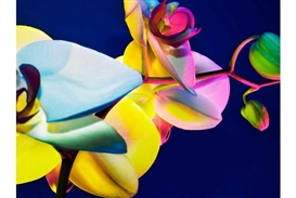 Edelman Arts presents a fragrant bouquet of "Electric Blossoms," by Torkil Gudnason