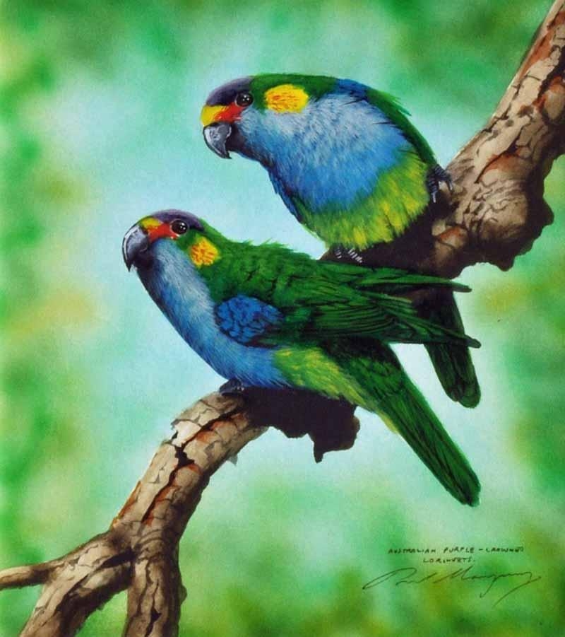 Paul Margocsy | Australian Purple Crowned Lorikeets | MutualArt