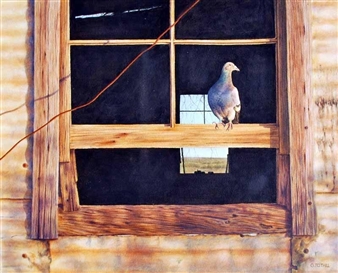 Pigeon in the Window - Greg Tothill