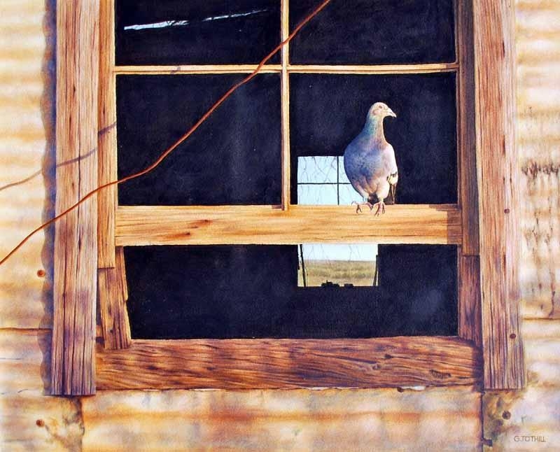 Artwork by Greg Tothill, Pigeon in the Window, Made of Watercolour