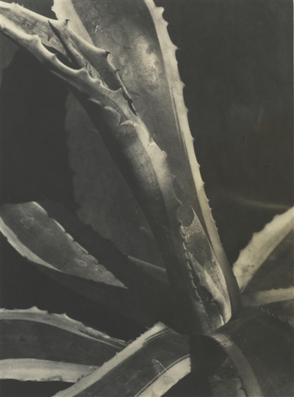 AGAVE #2 by Imogen Cunningham, circa 1928