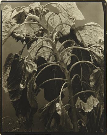 Edward Steichen | Sunflower (1921) | MutualArt