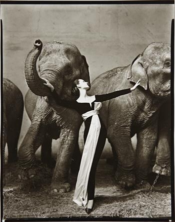 Dovima with elephants, evening dress by Dior, Cirque d'Hiver, Paris by Richard Avedon, 1955