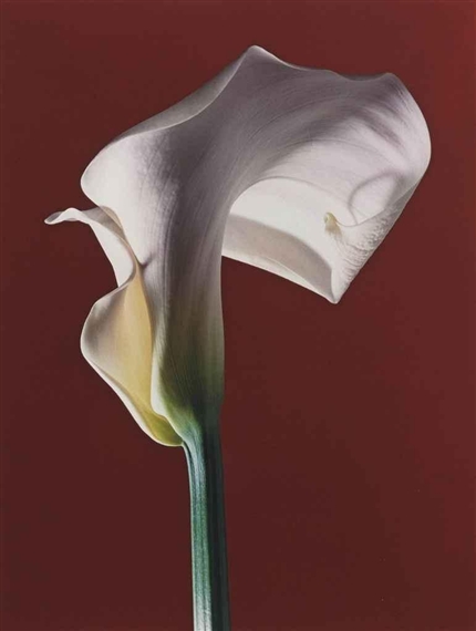 Calla Lily, 1988