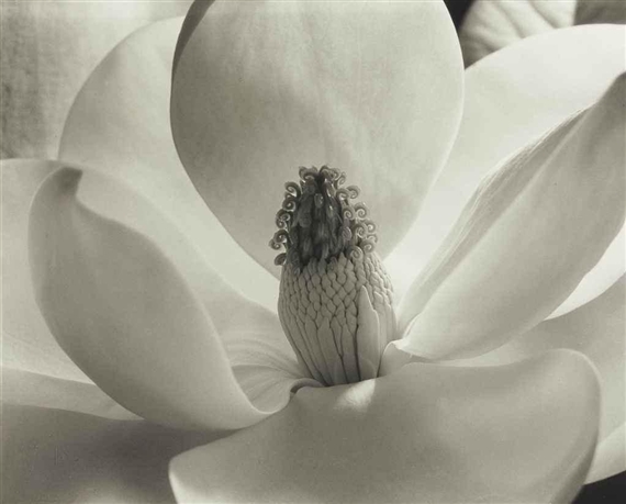 Magnolia Blossom, 1925 by Imogen Cunningham, 1925