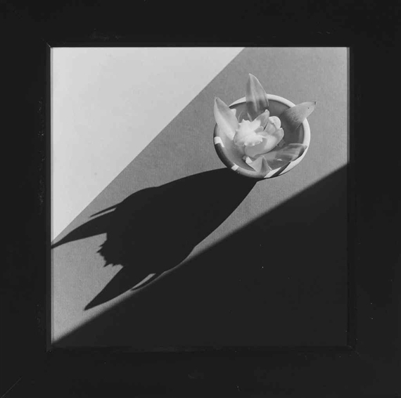 Orchid with Devil Shadow, 1987