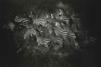 Les zèbres, 2004 - Nicolas Bruant