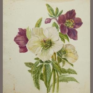 Album of South African Botanical Studies - Caroline Worsley