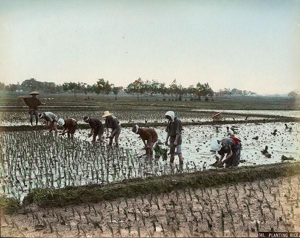 Japanese School, 19th Century | Planting Rice (Circa 1890) | MutualArt