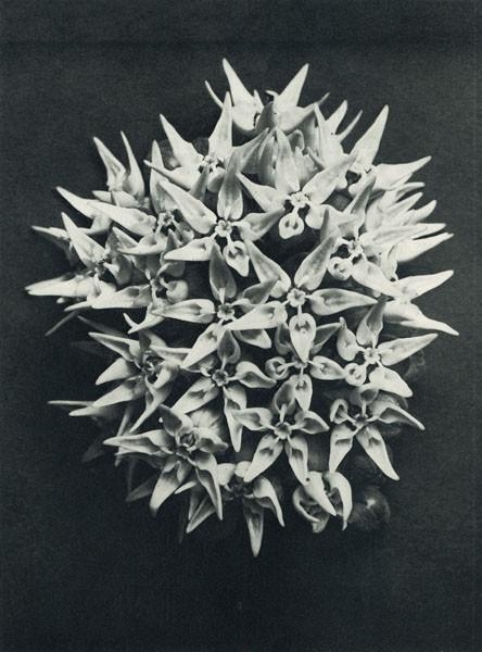 Asclepias speciosa. Milkweed. Umbel enlarged 3 times. Plate 113 from "Urformen der Kunst" ["Art Forms in Nature"] by Karl Blossfeldt, 1929