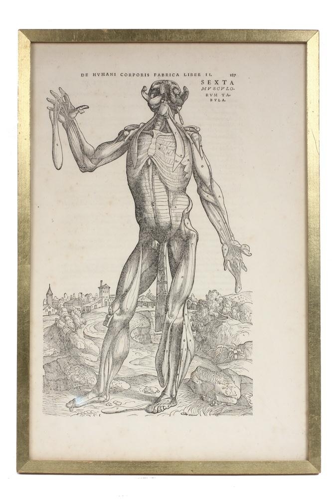 Andreas Vesalius | a landmark textbook of human anatomy | MutualArt