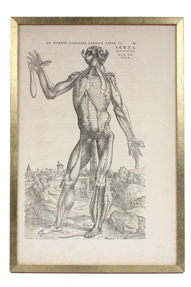 Andreas Vesalius | a landmark textbook of human anatomy | MutualArt