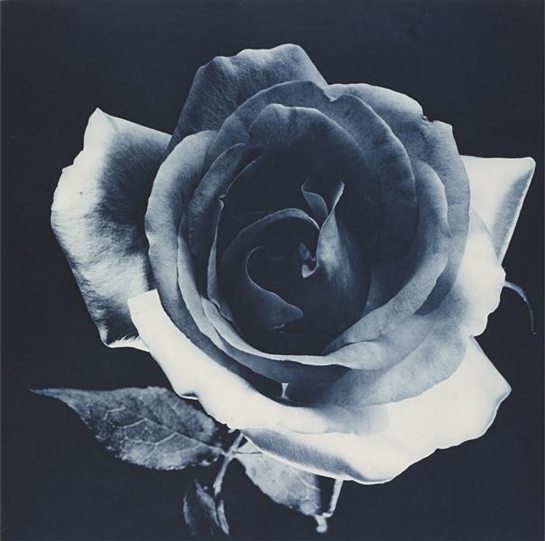 Blue Rose by Robert Mapplethorpe, 1988
