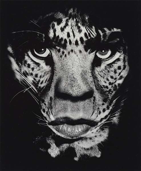Artwork by Albert Watson, Mick Jagger, Los Angeles, Made of Gelatin silver print