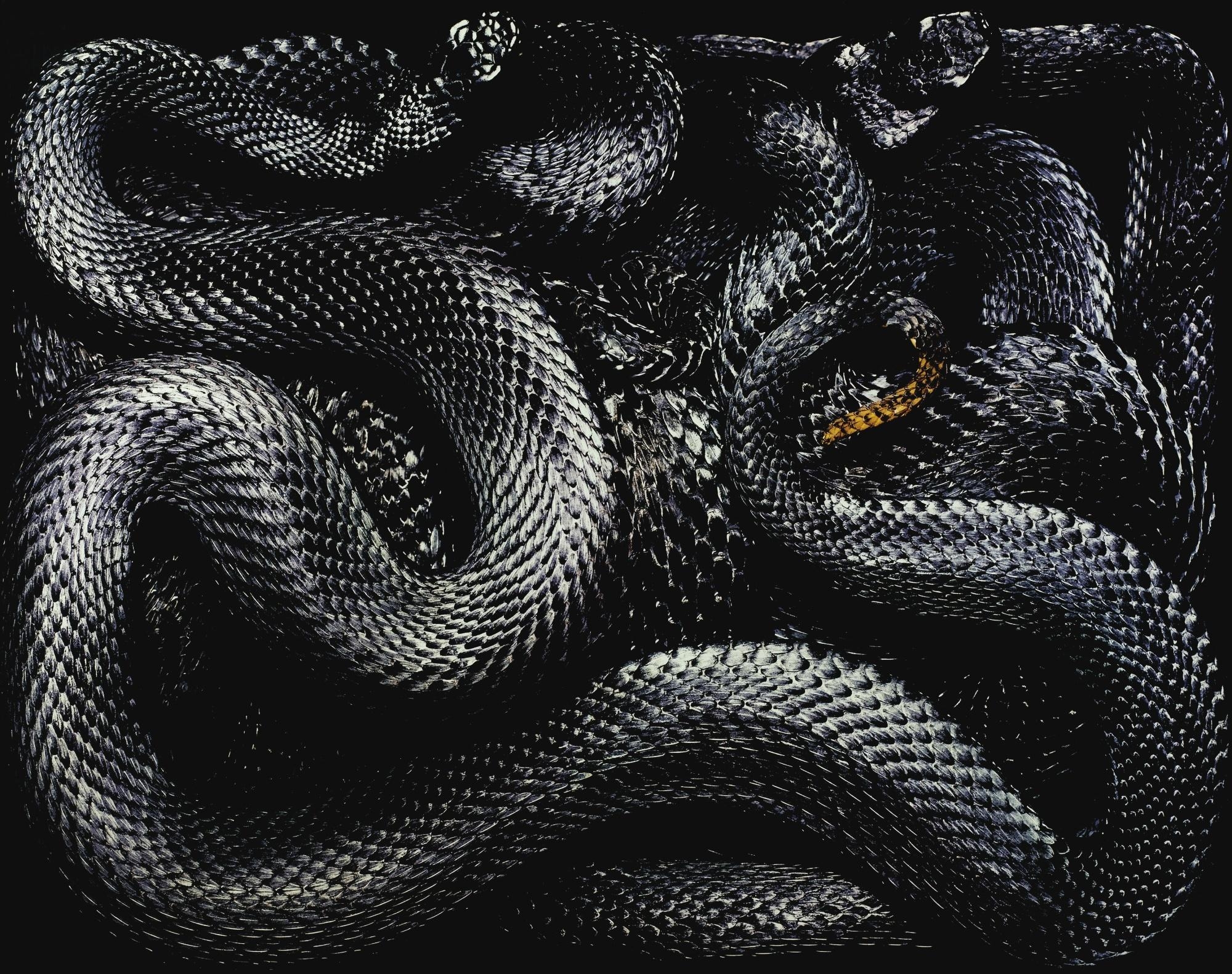 Черный питон боевик. Гвидо Мокафико змеиная коллекция. Змеи Гвидо Мокафико. Черный питон змея. Серпенс змея.