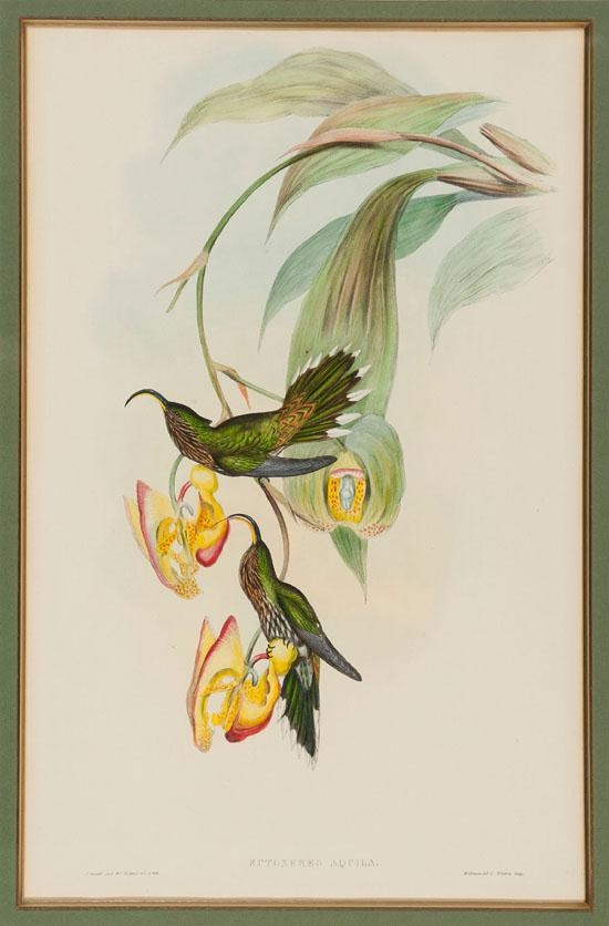 5 Works: Eutoxeres Aquila, Thaumatias Chionurus, Algaeactis Caumatonota, Phaethornis Bourcien and Aphantochroa Cirhochloris by John Gould, 19th Century