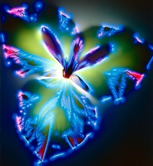 Mesmerizing, Camera-Less Images of Electrocuted Flowers