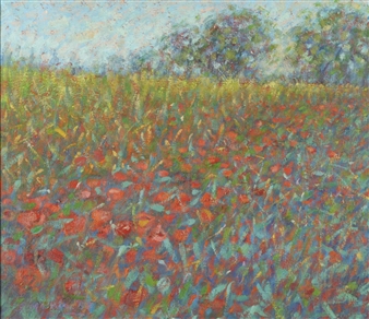 Poppies near Elné, Perpignan Picture