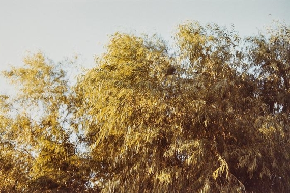 Untitled by William Eggleston, 1978